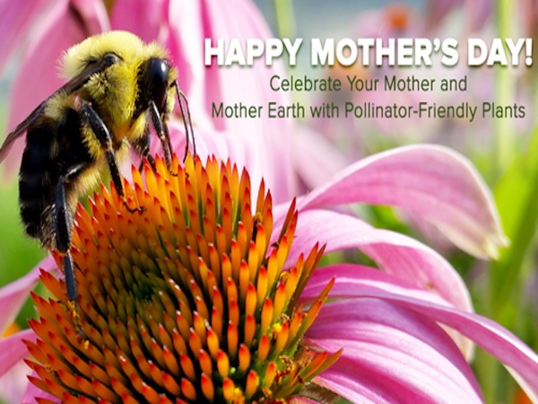 Pollinate for Mom