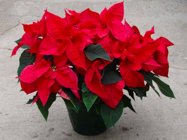 Dickinson's Holiday Greenery