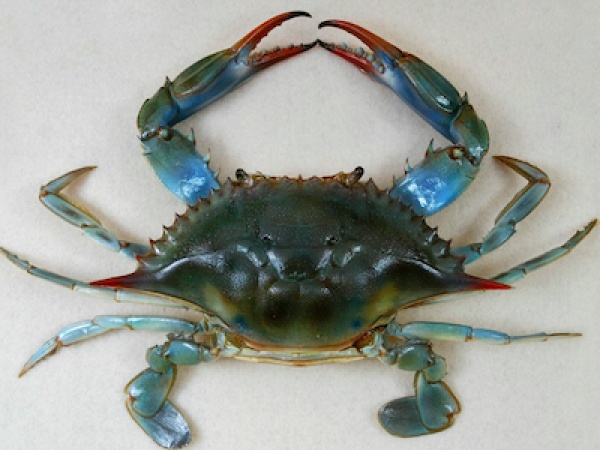 Blue crab invades Spain