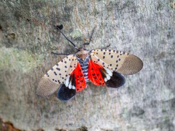 Spotted Lanternfly Reporting