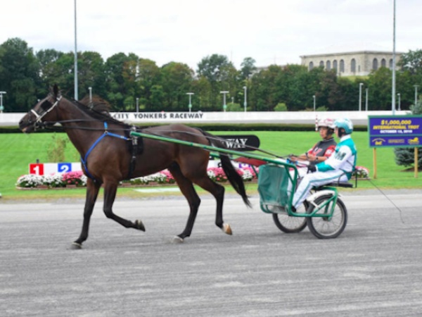 The Harness Racing Connection