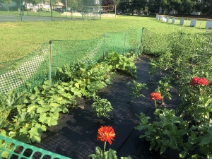 Community Garden Plots