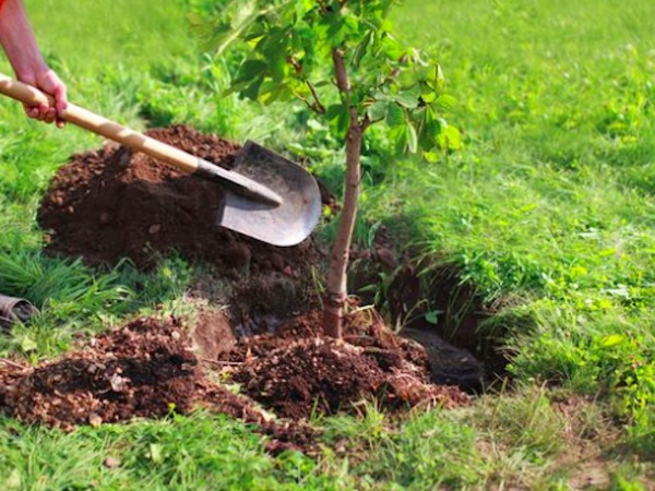 A-B-C's of Tree planting