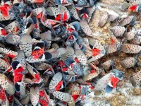 NJ Issues Lantern Fly Alert