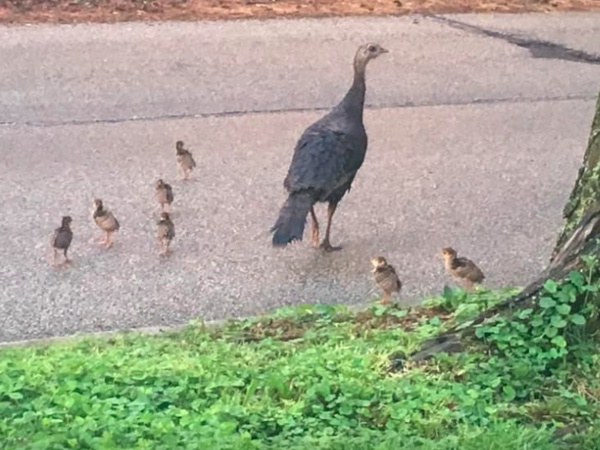 Poults on the move