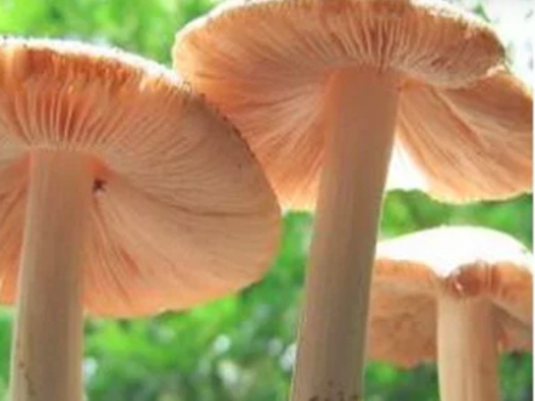 This mushroom eats plastic