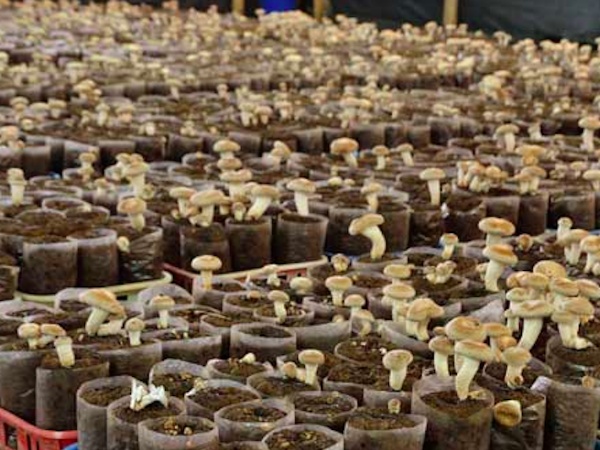Grow Mushrooms in your Grounds
